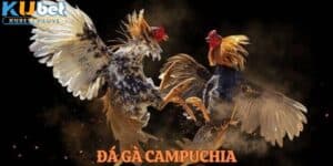 Đá Gà Campuchia: Sân Chơi Cá Cược Quyền Lực và Kịch Tính