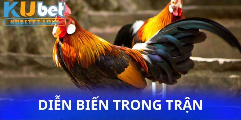 Thành viên quan sát các chiến kê đánh nhau với màn võ đầy hấp dẫn