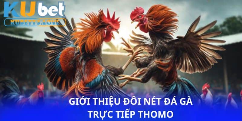 Khái quát về đá gà trực tiếp Thomo